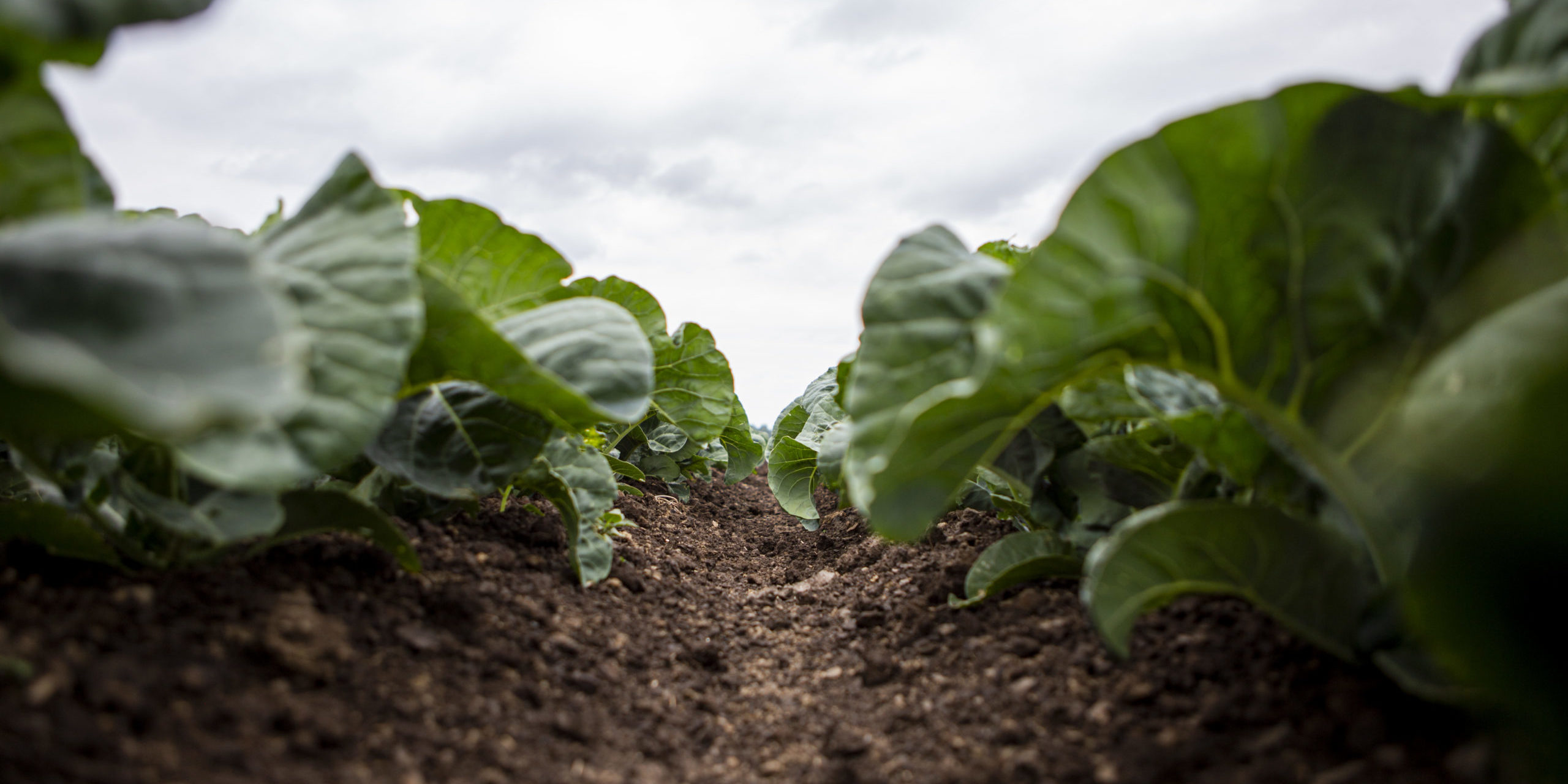 20200609_Green Organics_048